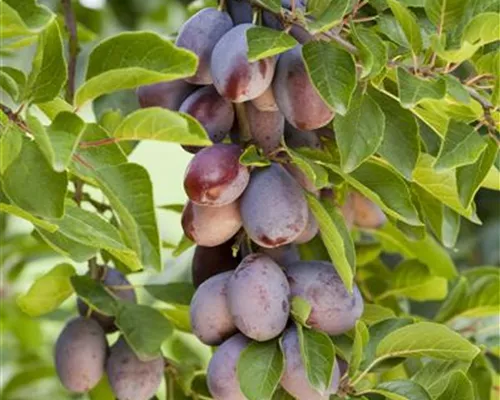 Prunus dom.'Hauszwetsche' CAC Prunus dom.'Hauszwetsche' CAC