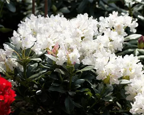 Rhododendron Hybr.'Cunningham's White' I