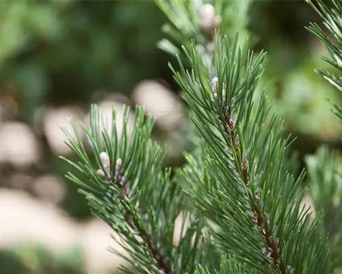 Pinus mugo 'Gnom'