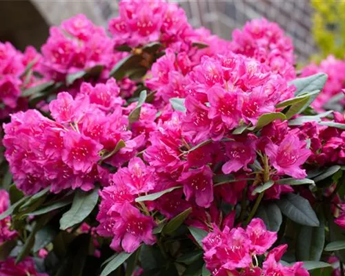 Rhododendron Hybr.'Dr. H. C. Dresselhuys' II