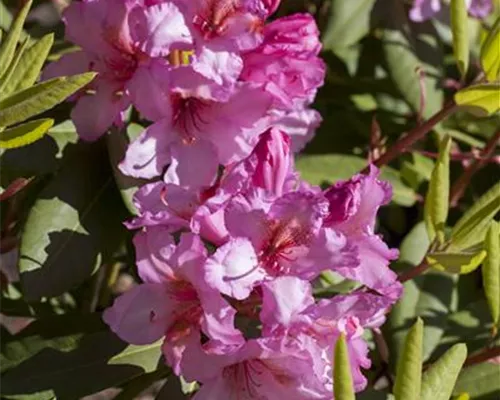 Rhododendron Hybr.'Duke of York' II