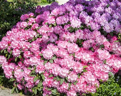 Rhododendron Hybr.'English Roseum' I