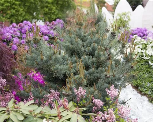 Pinus parviflora 'Negishi' Pinus parviflora 'Negishi'