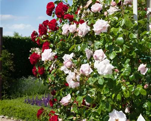 Rosa 'Waltz' Rosa 'Waltz'