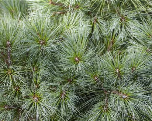 Pinus strobus