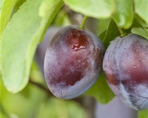 Prunus dom.'Stanley' CAC Prunus dom.'Stanley' CAC