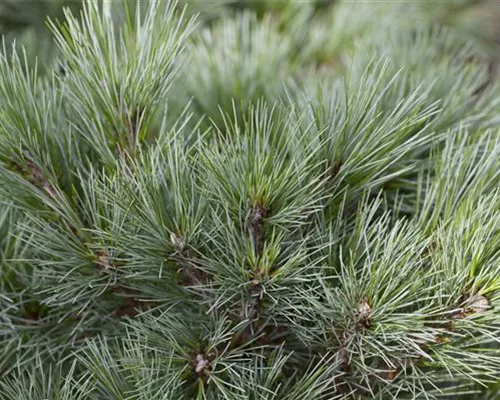 Pinus strobus 'Radiata'