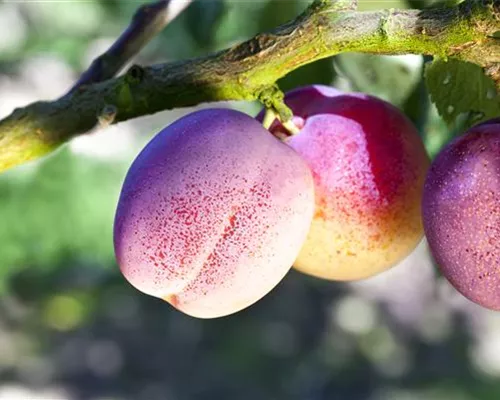 Prunus dom.'The Czar' CAC Prunus dom.'The Czar' CAC