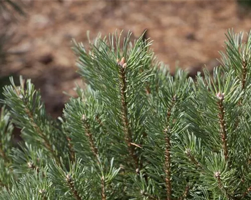 Pinus sylvestris Pinus sylvestris