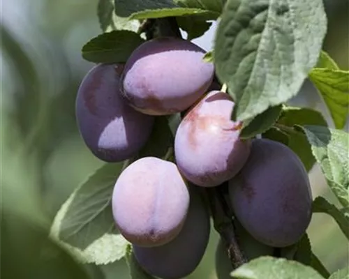 Prunus dom.'Wangenhm. Frühzwetsche' CAC Prunus dom.'Wangenhm. Frühzwetsche' CAC
