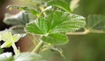 Stachellose Brombeere