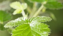 Stachellose Brombeere