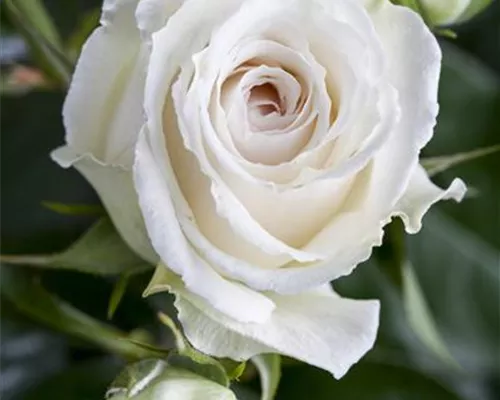 Rosa 'Caprice de Meilland' -R- TH IV Rosa 'Caprice de Meilland' -R- TH IV