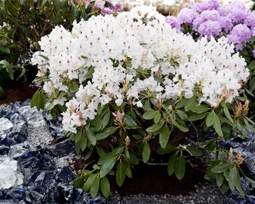 Rhododendron Hybr.'Madame Masson' II