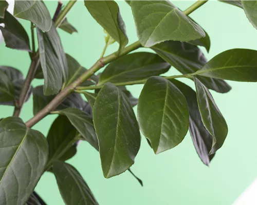 Prunus lauroc.'Novita'