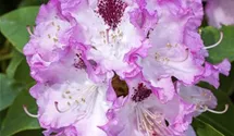 Rhododendron
