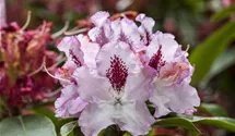 Rhododendron
