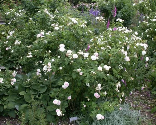 Rosa 'Felicite Parmentier' STR V Rosa 'Felicite Parmentier' STR V