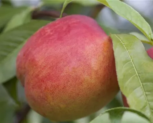 Prunus nuc.'Nectared 4' CAC Prunus nuc.'Nectared 4' CAC