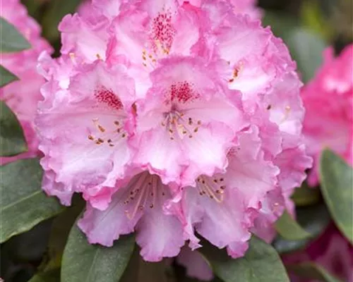 Rhododendron Hybr.'Simona' II