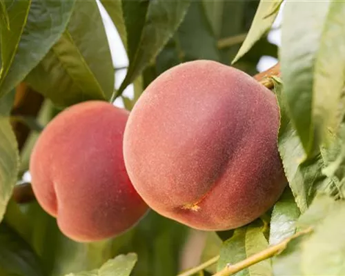 Prunus persica 'Red Haven' CAC Prunus persica 'Red Haven' CAC