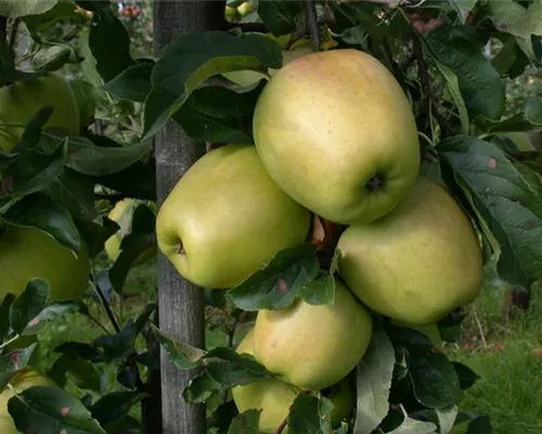 Malus 'Schweizer Glockenapfel' CAC Malus 'Schweizer Glockenapfel' CAC
