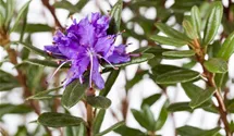 Zwergrhododendron