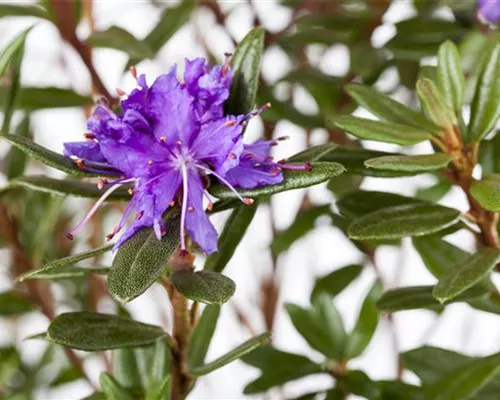 Rhododendron impeditum 'Azurika' I Rhododendron impeditum 'Azurika' I