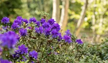 Zwergrhododendron