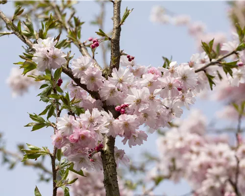 Prunus subhirtella 'Autumnalis Rosea'
