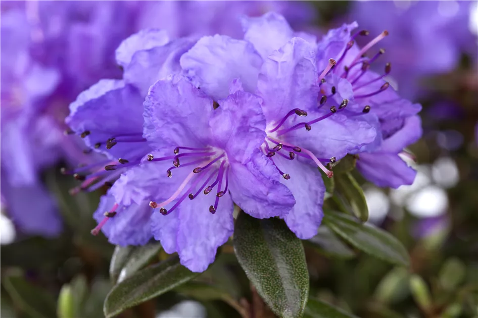 Rhododendron impeditum 'Buchlovice' I