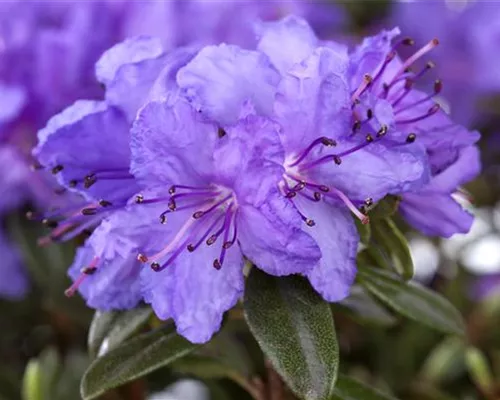 Rhododendron impeditum 'Buchlovice' I Rhododendron impeditum 'Buchlovice' I