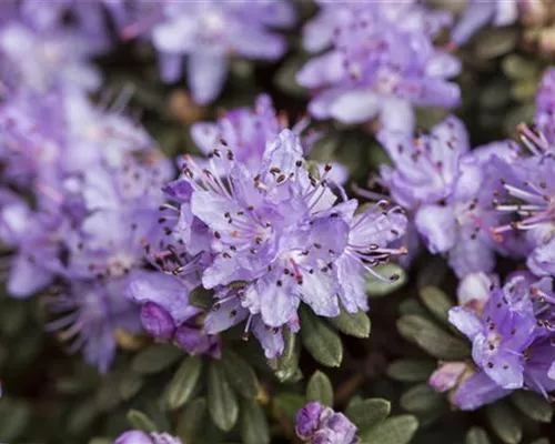 Rhododendron impeditum I Rhododendron impeditum I