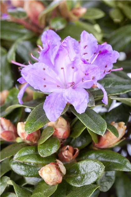 rhododendron shamrock Rhododendron hanc. Shamrock 2.3 Litre Pot  Grasslands Nursery