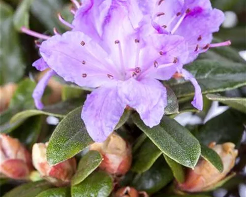 Rhododendron impeditum 'Blue Tit' Rhododendron impeditum 'Blue Tit'
