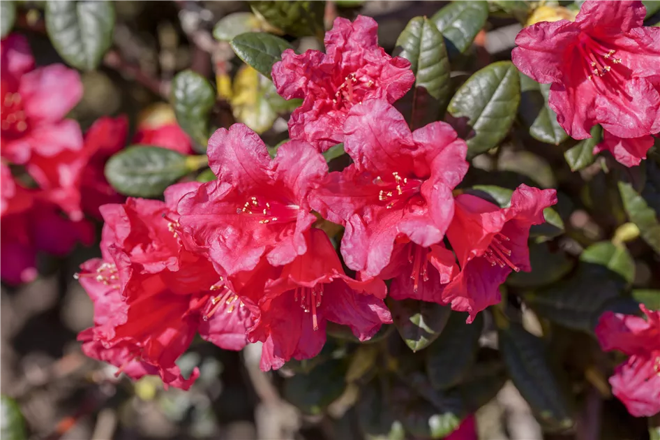 Rhododendron impeditum 'Buchlovice' I