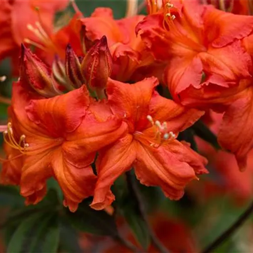 Rhododendron lut.'Balzac' I