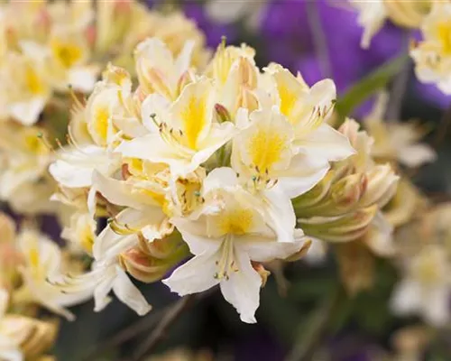 Rhododendron lut.'Daviesii' I