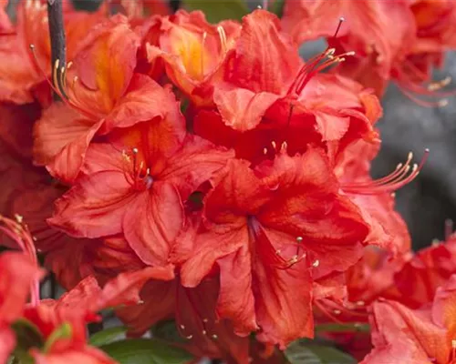 Rhododendron lut.'Feuerwerk' I