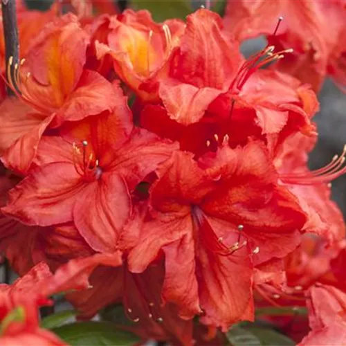 Rhododendron lut.'Feuerwerk' I