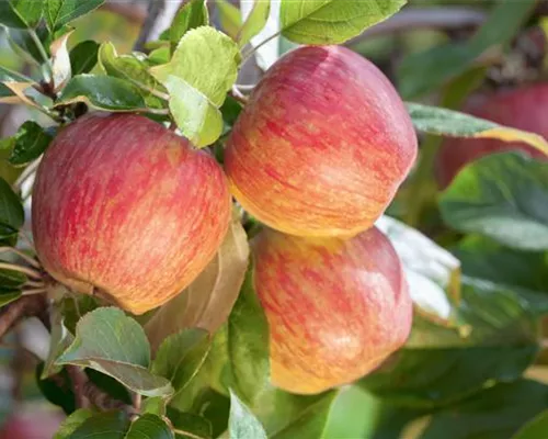 Malus 'Gala' CAC Malus 'Gala' CAC