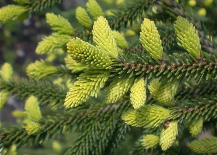 Nadelgehölze Nadelgehölze