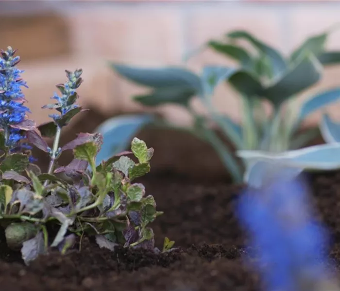 Kriechender Günsel - Einpflanzen im Garten