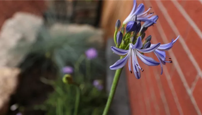 Afrikanische Schmucklilie - Einpflanzen im Garten