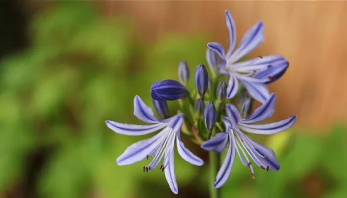 Afrikanische Schmucklilie - Einpflanzen in ein Gefäß