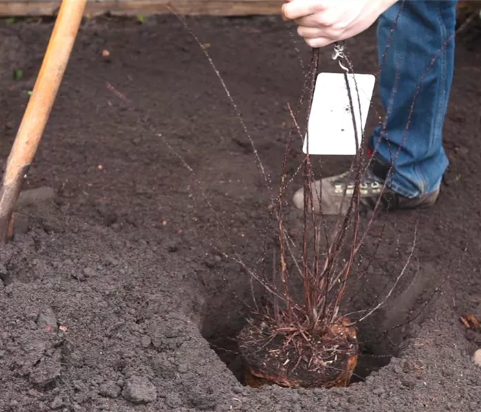 Strauchspiere - Einpflanzen im Garten