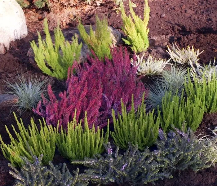 Ein Heidebeet anlegen