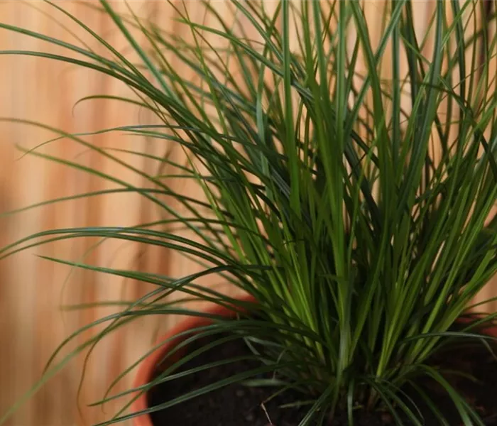 Gartensegge - Einpflanzen in ein Gefäß