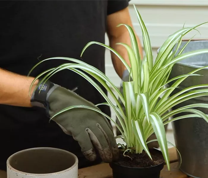 Grünlilie - Umtopfen