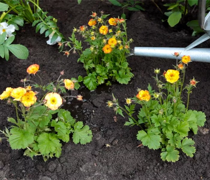 Nelkenwurz - Einpflanzen im Garten